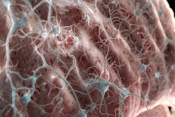 اثرات و عوارض فلوراید بر مغز